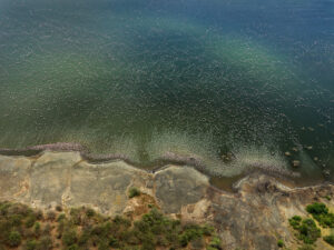 Countless flamingos flying over water and coastline, seen from above. Edward Burtynsky, African Studies series.