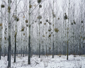 Tamas Dezso Notes for an Epilogue