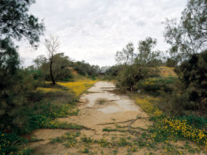 Shai Kremer Infected Landscape