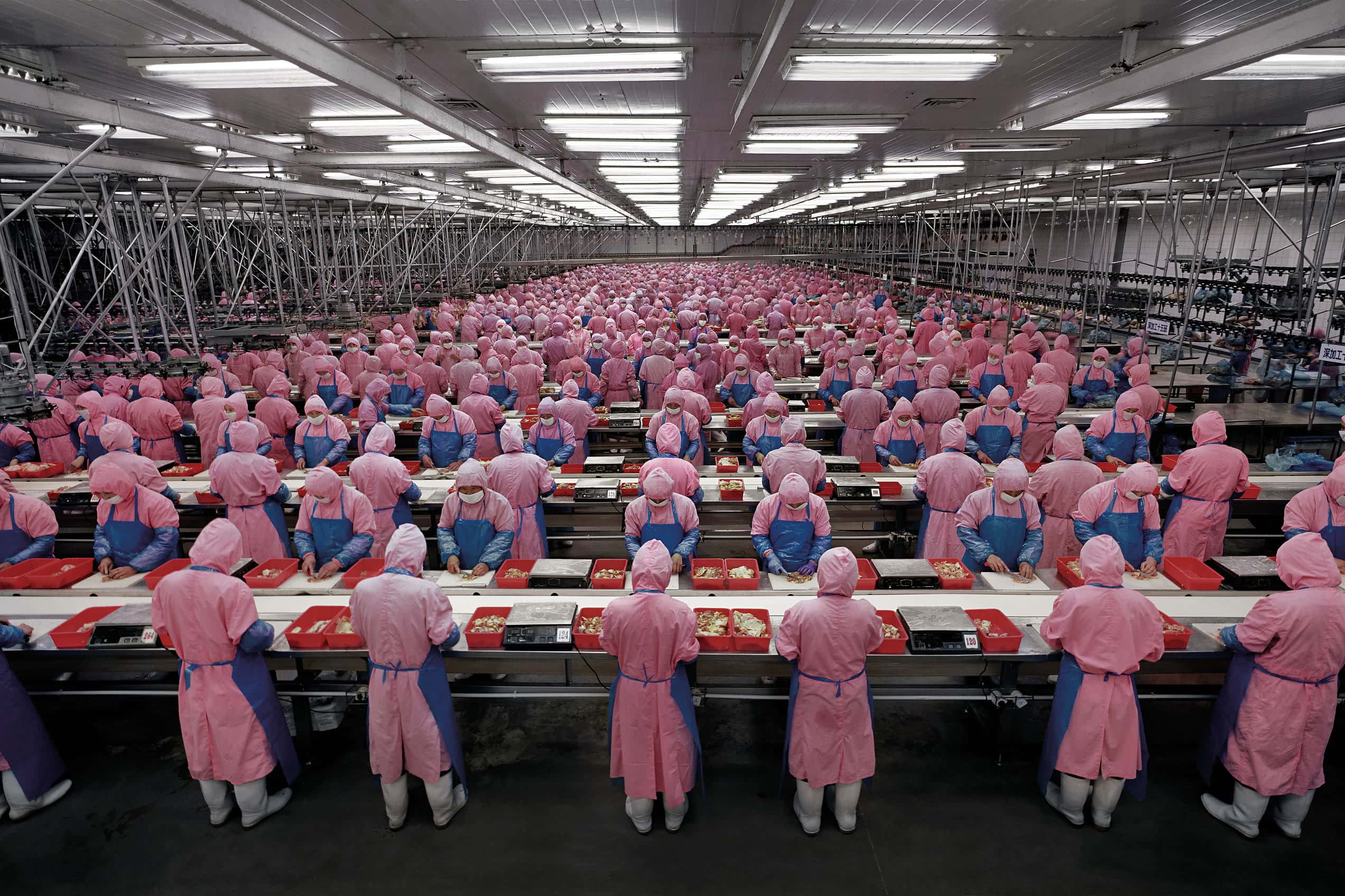 Rows of workers in pink and blue uniforms in a factory. Edward Burtynsky China