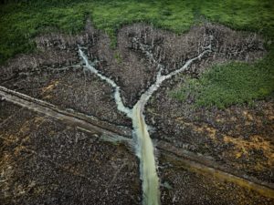 Green water branching out through dying trees. Edward Burtynsky Anthropocene
