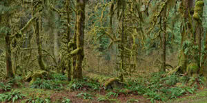 Moss-covered trees and lush green plants in the forests of Olympic National Park, Washington, USA. Edward Burtynsky, image titled Rainforest #1.