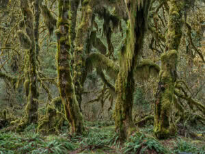 Mossy trees in the forest of Olympic National Park, Washington, USA, 2024. Edward Burtynsky, image titled Rainforest #2.