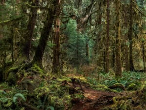 A forest with mossy trees in Olympic Natioinal Park, Washington, USA, 2024. Edward Burtynsky, image titled Rainforest #3.