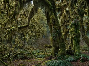 Moss-covered ancient trees in a lush, green rainforest with dense foliage and vibrant plant life. Edward Burtynsky, image titled Rainforest #4.
