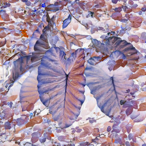 Tamas Dezsö Everything is Leaf