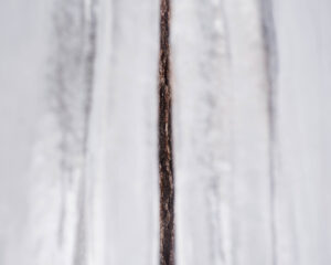 Debra Bloomfield Winter Abstract