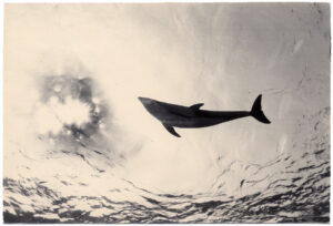 Masao Yamamoto Nakazora