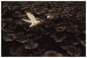 Masao Yamamoto A Box of Ku