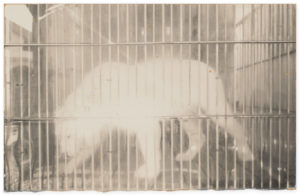 Masao Yamamoto A Box of Ku