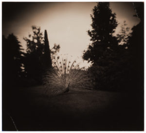 Masao Yamamoto A Box of Ku