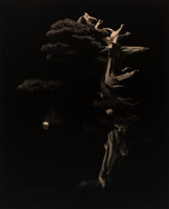 Yamamoto Masao Bonsai · Microcosms