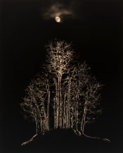 Yamamoto Masao Bonsai · Microcosms