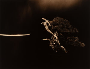 Yamamoto Masao Bonsai · Microcosms