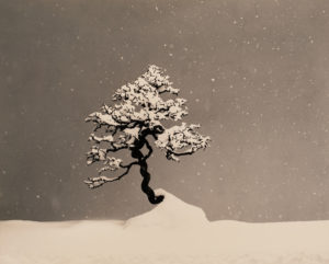 Yamamoto Masao Bonsai