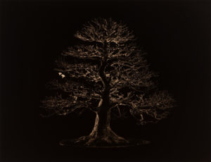 Yamamoto Masao Bonsai · Microcosms