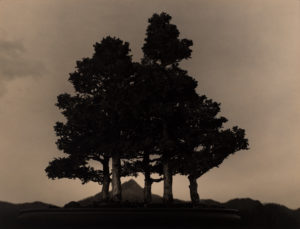 Yamamoto Masao Bonsai · Microcosms