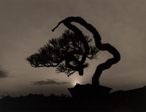 Yamamoto Masao Bonsai · Microcosms