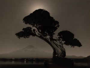 Yamamoto Masao Bonsai · Microcosms