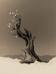 Yamamoto Masao Bonsai · Microcosms