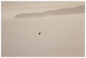 Yamamoto Masao Kawa=Flow