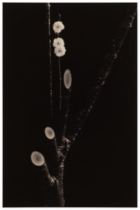 Yamamoto Masao Kawa=Flow