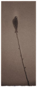 Yamamoto Masao Bonsai · Microcosms Kawa=Flow