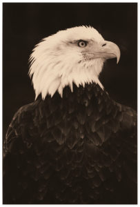 Yamamoto Masao Bonsai · Microcosms Kawa=Flow