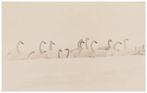 Yamamoto Masao Bonsai · Microcosms Kawa=Flow