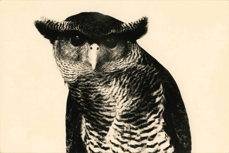 Yamamoto Masao Bonsai · Microcosms Kawa=Flow