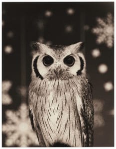 Yamamoto Masao Bonsai · Microcosms Kawa=Flow