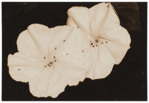 Masao Yamamoto Nakazora