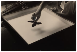 Masao Yamamoto Nakazora