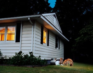 Amy Stein New American Fables