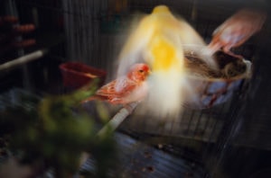 Rebecca Norris Webb Slant Rhymes