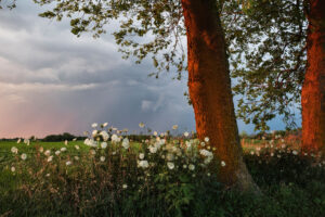 Rebecca Norris Webb Night Calls