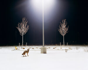 Amy Stein New American Fables