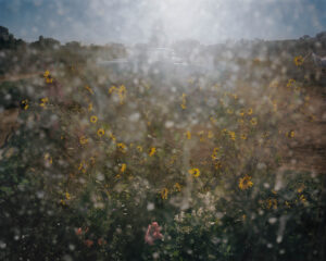 Trent Davis Bailey North Fork