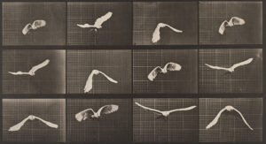 Eadweard Muybridge birds and wild animals