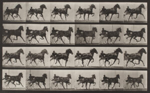 Eadweard Muybridge Horses