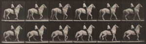 Eadweard Muybridge Horses