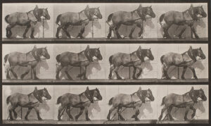 Eadweard Muybridge Horses