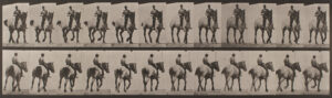 Eadweard Muybridge Horses