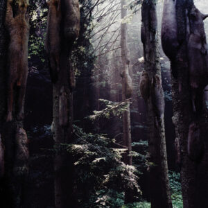 Simen Johan Breeding Ground