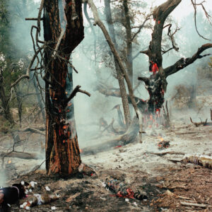 Simen Johan Breeding Ground