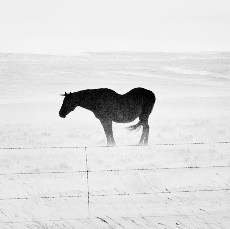 Matt Black American Geography Browning, Montana. 2017. Horse in snowstorm.