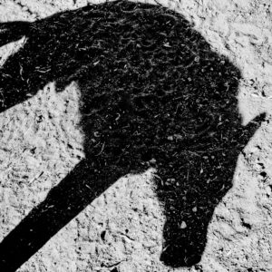 Matt Black American Geography