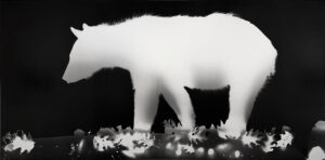 Zana Briski Animalograms