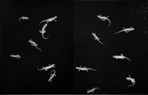 Zana Briski Animalograms