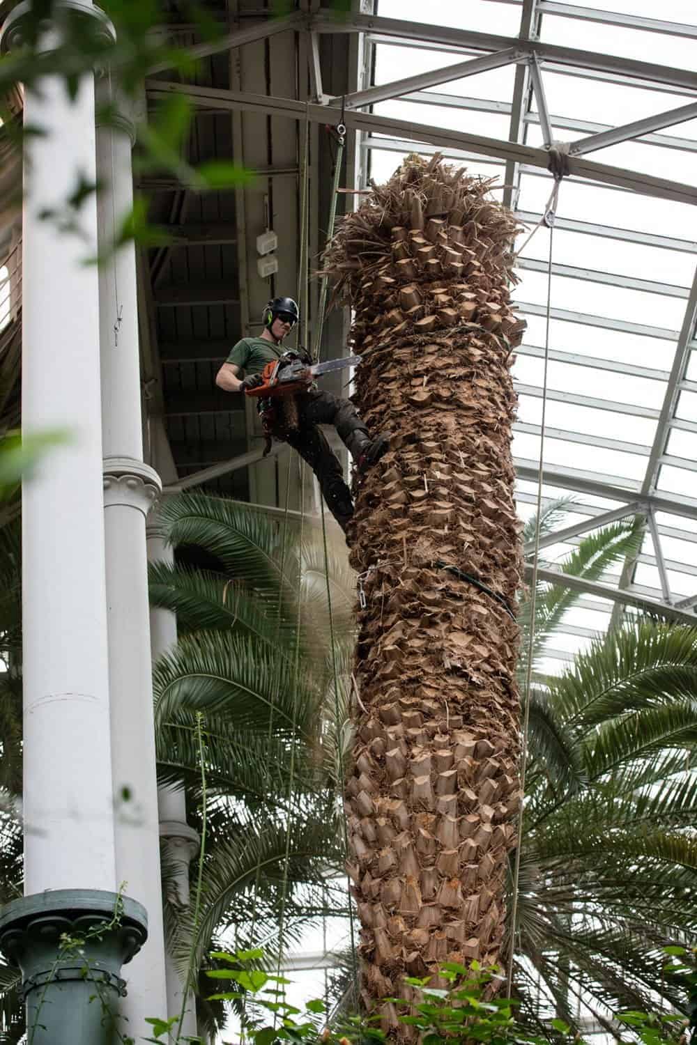 træbeskæring glyptoteket
